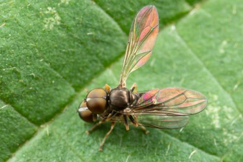 Réf. 291 165 : Tomosvaryella palliditarsis